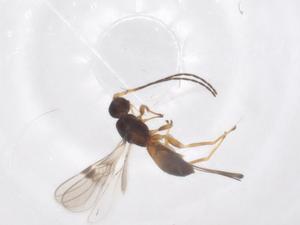  ( - CBG-A55534-C08)  @11 [ ] CreativeCommons - Attribution Share - Alike (2024) Centre for Biodiversity Genomics Centre for Biodiversity Genomics