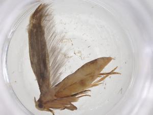  ( - CBG-A55538-A01)  @11 [ ] CreativeCommons - Attribution Share - Alike (2024) Centre for Biodiversity Genomics Centre for Biodiversity Genomics