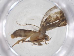  ( - CBG-A55538-G05)  @11 [ ] CreativeCommons - Attribution Share - Alike (2024) Centre for Biodiversity Genomics Centre for Biodiversity Genomics