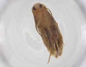  ( - CBG-A55539-B11)  @11 [ ] CreativeCommons - Attribution Share - Alike (2024) Centre for Biodiversity Genomics Centre for Biodiversity Genomics