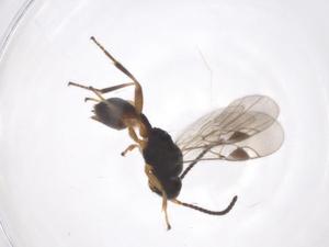  ( - CBG-A55557-H05)  @11 [ ] CreativeCommons - Attribution Share - Alike (2024) Centre for Biodiversity Genomics Centre for Biodiversity Genomics