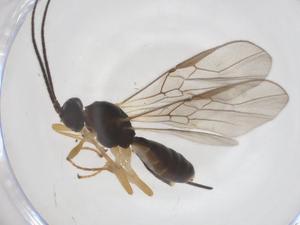  ( - CBG-A55560-F10)  @11 [ ] CreativeCommons - Attribution Share - Alike (2024) Centre for Biodiversity Genomics Centre for Biodiversity Genomics