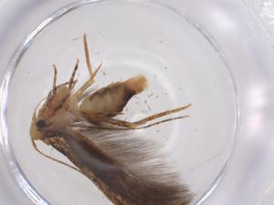  ( - CBG-A55583-E07)  @11 [ ] CreativeCommons - Attribution Share - Alike (2024) Centre for Biodiversity Genomics Centre for Biodiversity Genomics