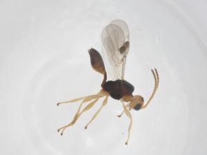  ( - CBG-A55585-A03)  @11 [ ] CreativeCommons - Attribution Share - Alike (2024) Centre for Biodiversity Genomics Centre for Biodiversity Genomics