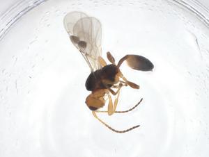  ( - CBG-A55587-E01)  @11 [ ] CreativeCommons - Attribution Share - Alike (2024) Centre for Biodiversity Genomics Centre for Biodiversity Genomics