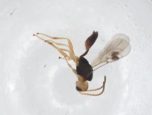  ( - CBG-A55587-E04)  @11 [ ] CreativeCommons - Attribution Share - Alike (2024) Centre for Biodiversity Genomics Centre for Biodiversity Genomics