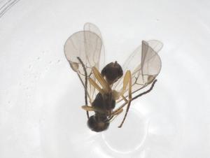  ( - CBG-A55593-G01)  @11 [ ] CreativeCommons - Attribution Share - Alike (2024) Centre for Biodiversity Genomics Centre for Biodiversity Genomics