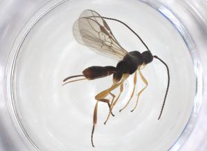  ( - CBG-A55596-H02)  @11 [ ] CreativeCommons - Attribution Share - Alike (2024) Centre for Biodiversity Genomics Centre for Biodiversity Genomics