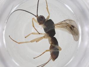  ( - CBG-A55599-D02)  @11 [ ] CreativeCommons - Attribution Share - Alike (2024) Centre for Biodiversity Genomics Centre for Biodiversity Genomics