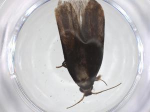  ( - CBG-A55603-E12)  @11 [ ] CreativeCommons - Attribution Share - Alike (2024) Centre for Biodiversity Genomics Centre for Biodiversity Genomics