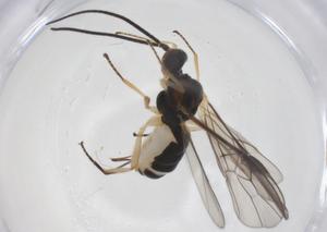  ( - CBG-A55603-F09)  @11 [ ] CreativeCommons - Attribution Share - Alike (2024) Centre for Biodiversity Genomics Centre for Biodiversity Genomics