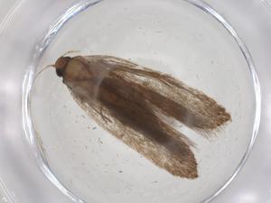  ( - CBG-A55615-E05)  @11 [ ] CreativeCommons - Attribution Share - Alike (2024) Centre for Biodiversity Genomics Centre for Biodiversity Genomics