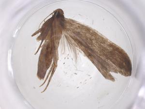  ( - CBG-A55616-A01)  @11 [ ] CreativeCommons - Attribution Share - Alike (2024) Centre for Biodiversity Genomics Centre for Biodiversity Genomics