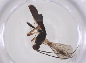  ( - CBG-A55616-C02)  @11 [ ] CreativeCommons - Attribution Share - Alike (2024) Centre for Biodiversity Genomics Centre for Biodiversity Genomics