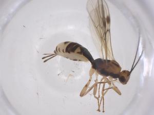  ( - CBG-A55616-C05)  @11 [ ] CreativeCommons - Attribution Share - Alike (2024) Centre for Biodiversity Genomics Centre for Biodiversity Genomics