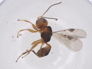  ( - CBG-A55616-G03)  @11 [ ] CreativeCommons - Attribution Share - Alike (2024) Centre for Biodiversity Genomics Centre for Biodiversity Genomics