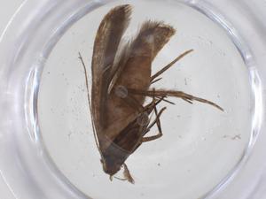  ( - CBG-A55641-F06)  @11 [ ] CreativeCommons - Attribution Share - Alike (2024) Centre for Biodiversity Genomics Centre for Biodiversity Genomics