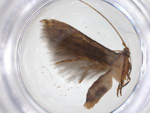  ( - CBG-A55641-H09)  @11 [ ] CreativeCommons - Attribution Share - Alike (2024) Centre for Biodiversity Genomics Centre for Biodiversity Genomics