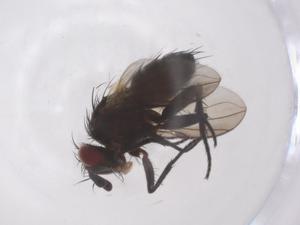  (Chaetostigmoptera Malaise1654 - CBG-A55642-B04)  @11 [ ] CreativeCommons - Attribution Share - Alike (2024) Centre for Biodiversity Genomics Centre for Biodiversity Genomics