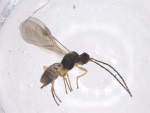  ( - CBG-A55642-G05)  @11 [ ] CreativeCommons - Attribution Share - Alike (2024) Centre for Biodiversity Genomics Centre for Biodiversity Genomics