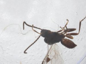  ( - CBG-A55650-C12)  @11 [ ] CreativeCommons - Attribution Share - Alike (2024) Centre for Biodiversity Genomics Centre for Biodiversity Genomics