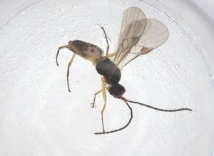  ( - CBG-A55650-D01)  @11 [ ] CreativeCommons - Attribution Share - Alike (2024) Centre for Biodiversity Genomics Centre for Biodiversity Genomics