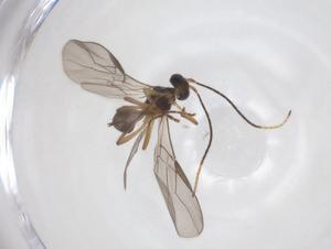  ( - CBG-A55656-G03)  @11 [ ] CreativeCommons - Attribution Share - Alike (2024) Centre for Biodiversity Genomics Centre for Biodiversity Genomics