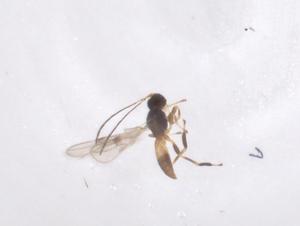  ( - CBG-A55659-B07)  @11 [ ] CreativeCommons - Attribution Share - Alike (2024) Centre for Biodiversity Genomics Centre for Biodiversity Genomics