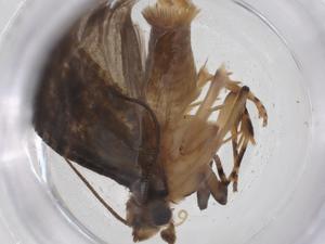  (tortMalaise3853 - CBG-A55668-E06)  @11 [ ] CreativeCommons - Attribution Share - Alike (2024) Centre for Biodiversity Genomics Centre for Biodiversity Genomics