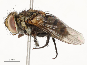  ( - CBG-A58569-E12)  @11 [ ] CreativeCommons - Attribution Share - Alike (2024) CBG Photography Group Centre for Biodiversity Genomics
