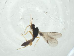  ( - CBG-A31924-B09)  @11 [ ] CreativeCommons - Attribution Share - Alike (2024) Centre for Biodiversity Genomics Centre for Biodiversity Genomics