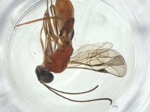  (ichneuMalaise01 Malaise1137 - CBG-A32424-H01)  @11 [ ] CreativeCommons - Attribution Share - Alike (2024) Centre for Biodiversity Genomics Centre for Biodiversity Genomics