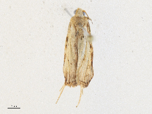  ( - CBG-A33464-G02)  @11 [ ] CreativeCommons - Attribution Share - Alike (2024) CBG Photography Group Centre for Biodiversity Genomics