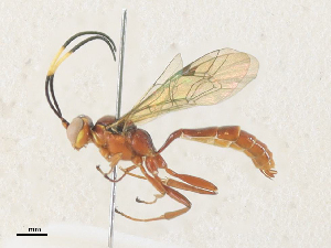  ( - CBG-A33465-E03)  @11 [ ] CreativeCommons - Attribution Share - Alike (2024) CBG Photography Group Centre for Biodiversity Genomics