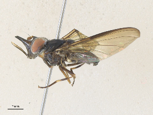  ( - CBG-A33468-B06)  @11 [ ] CreativeCommons - Attribution Share - Alike (2024) CBG Photography Group Centre for Biodiversity Genomics