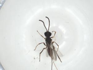  ( - CBG-A33921-F09)  @11 [ ] CreativeCommons - Attribution Share - Alike (2024) Centre for Biodiversity Genomics Centre for Biodiversity Genomics