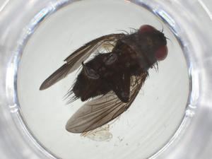  (Chaetostigmoptera Malaise7137 - CBG-A34037-F12)  @11 [ ] CreativeCommons - Attribution Share - Alike (2024) Centre for Biodiversity Genomics Centre for Biodiversity Genomics