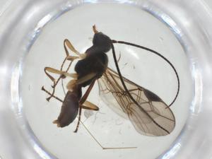  ( - CBG-A34038-D10)  @11 [ ] CreativeCommons - Attribution Share - Alike (2024) Centre for Biodiversity Genomics Centre for Biodiversity Genomics