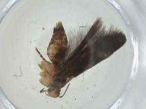  ( - CBG-A34043-C11)  @11 [ ] CreativeCommons - Attribution Share - Alike (2024) Centre for Biodiversity Genomics Centre for Biodiversity Genomics