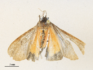  ( - CBG-A34312-B03)  @11 [ ] CreativeCommons - Attribution Share - Alike (2024) CBG Photography Group Centre for Biodiversity Genomics
