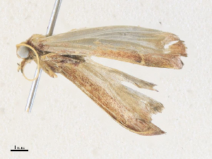  ( - CBG-A34312-F02)  @11 [ ] CreativeCommons - Attribution Share - Alike (2024) CBG Photography Group Centre for Biodiversity Genomics