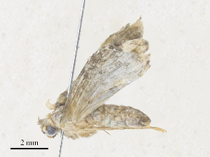  ( - CBG-A34313-B09)  @11 [ ] CreativeCommons - Attribution Share - Alike (2024) CBG Photography Group Centre for Biodiversity Genomics