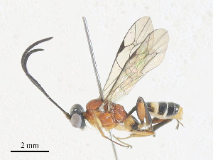  ( - CBG-A34313-G01)  @11 [ ] CreativeCommons - Attribution Share - Alike (2024) CBG Photography Group Centre for Biodiversity Genomics