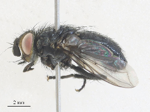  ( - CBG-A34314-B11)  @11 [ ] CreativeCommons - Attribution Share - Alike (2024) CBG Photography Group Centre for Biodiversity Genomics