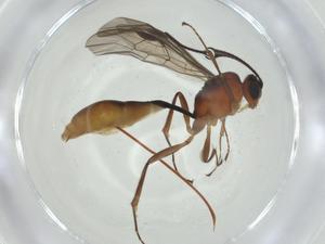  ( - CBG-A34394-C05)  @11 [ ] CreativeCommons - Attribution Share - Alike (2024) Centre for Biodiversity Genomics Centre for Biodiversity Genomics