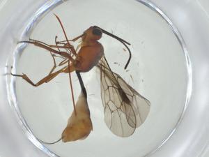  (tersiMalaise01 Malaise0949 - CBG-A34394-E05)  @11 [ ] CreativeCommons - Attribution Share - Alike (2024) Centre for Biodiversity Genomics Centre for Biodiversity Genomics