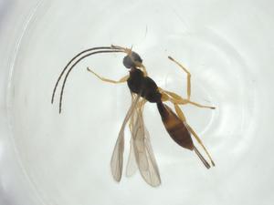  (doryMalaise01 Malaise0038 - CBG-A34394-H03)  @11 [ ] CreativeCommons - Attribution Share - Alike (2024) Centre for Biodiversity Genomics Centre for Biodiversity Genomics