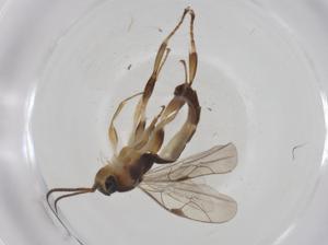  ( - CBG-A34398-B10)  @11 [ ] CreativeCommons - Attribution Share - Alike (2024) Centre for Biodiversity Genomics Centre for Biodiversity Genomics