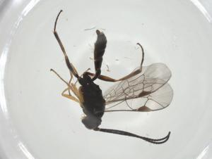  ( - CBG-A34399-F04)  @11 [ ] CreativeCommons - Attribution Share - Alike (2024) Centre for Biodiversity Genomics Centre for Biodiversity Genomics