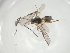  (opiMalaise01 Malaise0897 - CBG-A34402-B10)  @11 [ ] CreativeCommons - Attribution Share - Alike (2024) Centre for Biodiversity Genomics Centre for Biodiversity Genomics